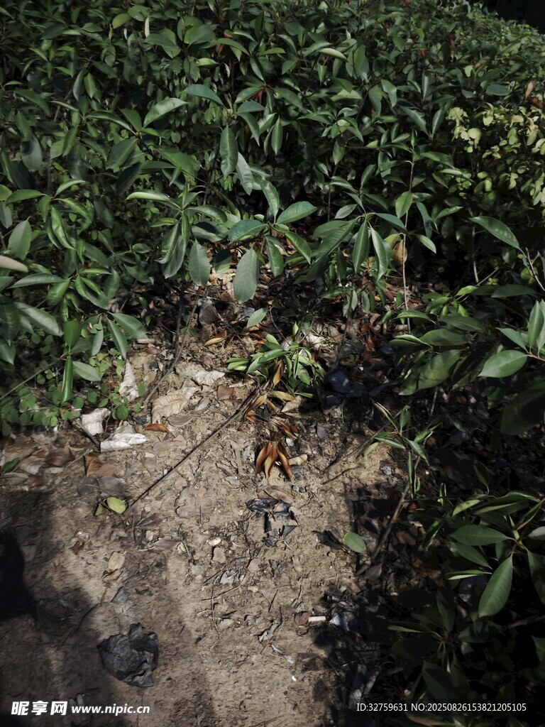 田間植物景象