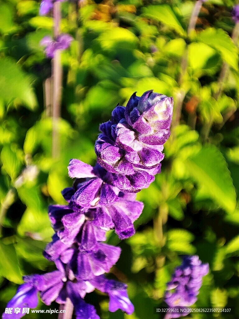 紫色穗狀花朵特寫