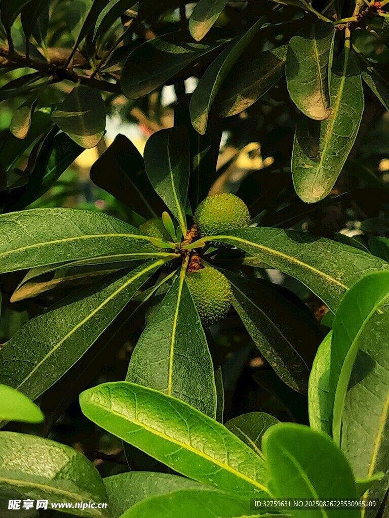 綠葉繁茂的植物特寫