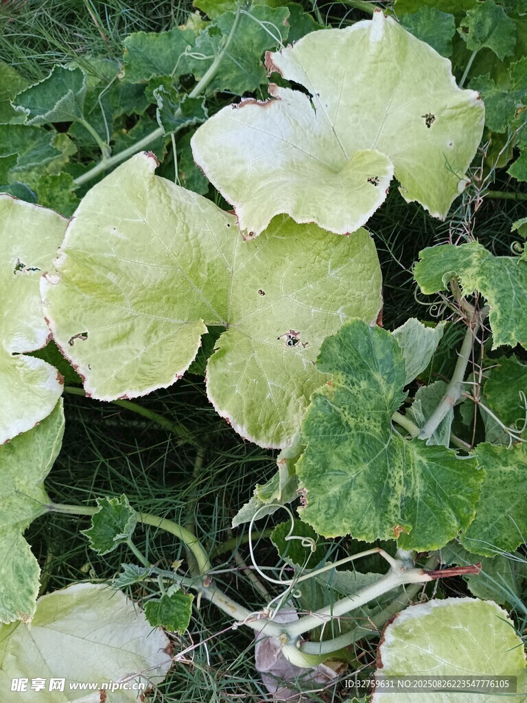 嫩綠瓜葉特寫