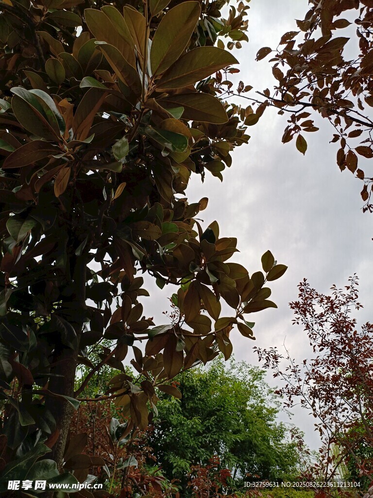 枝葉繁茂的樹木景觀