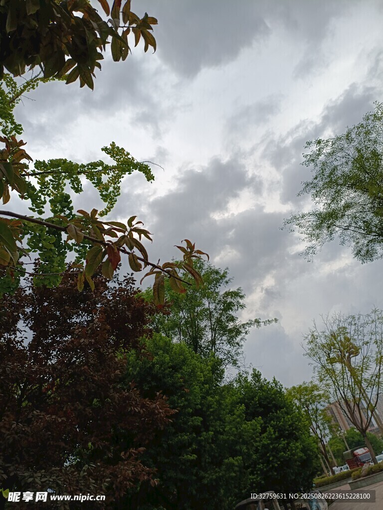 陰天時(shí)的樹(shù)木與天空