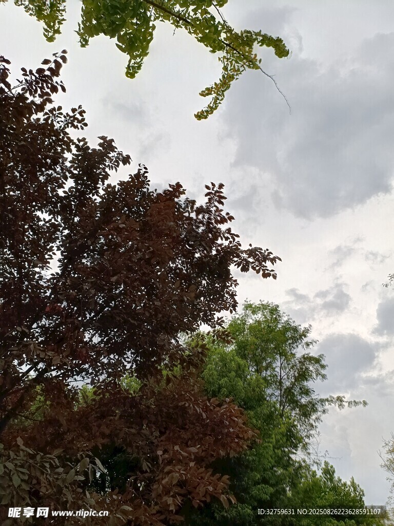 樹梢上的多云天空