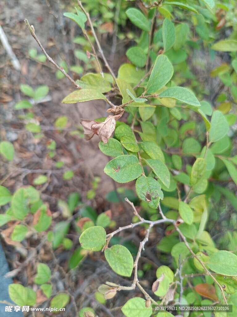 綠葉植物特寫