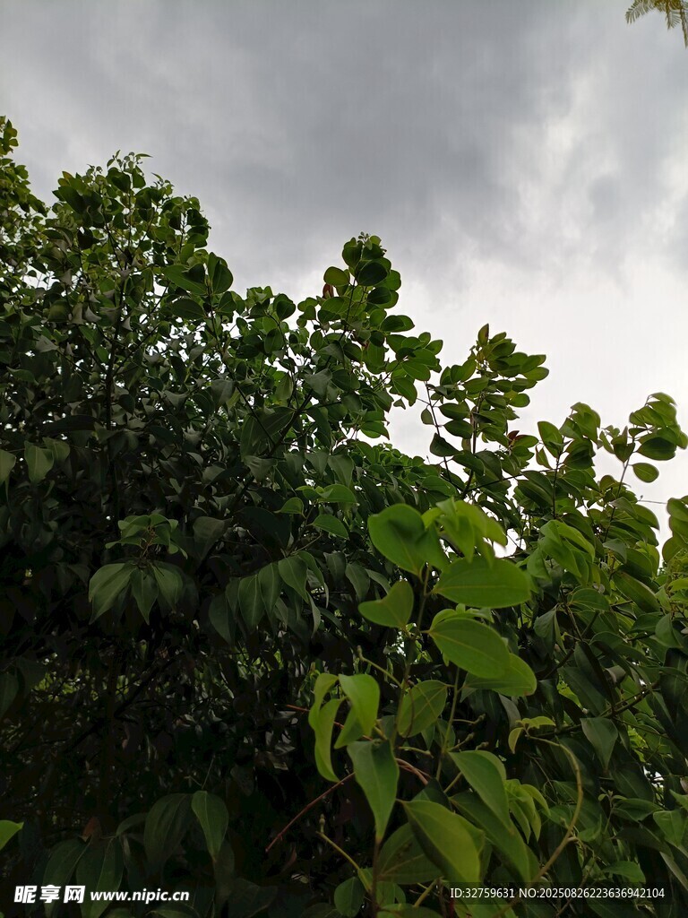 綠葉之上的陰沉天空