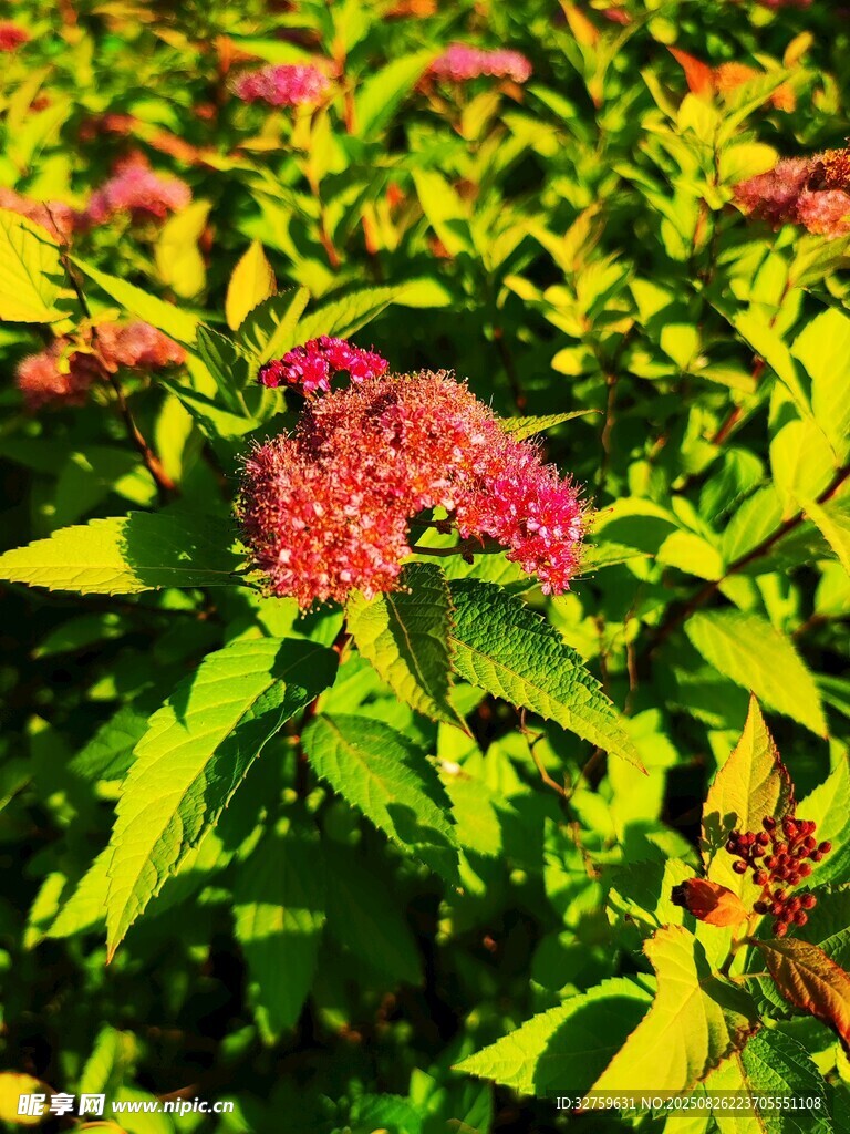 綠葉間的艷紅花卉