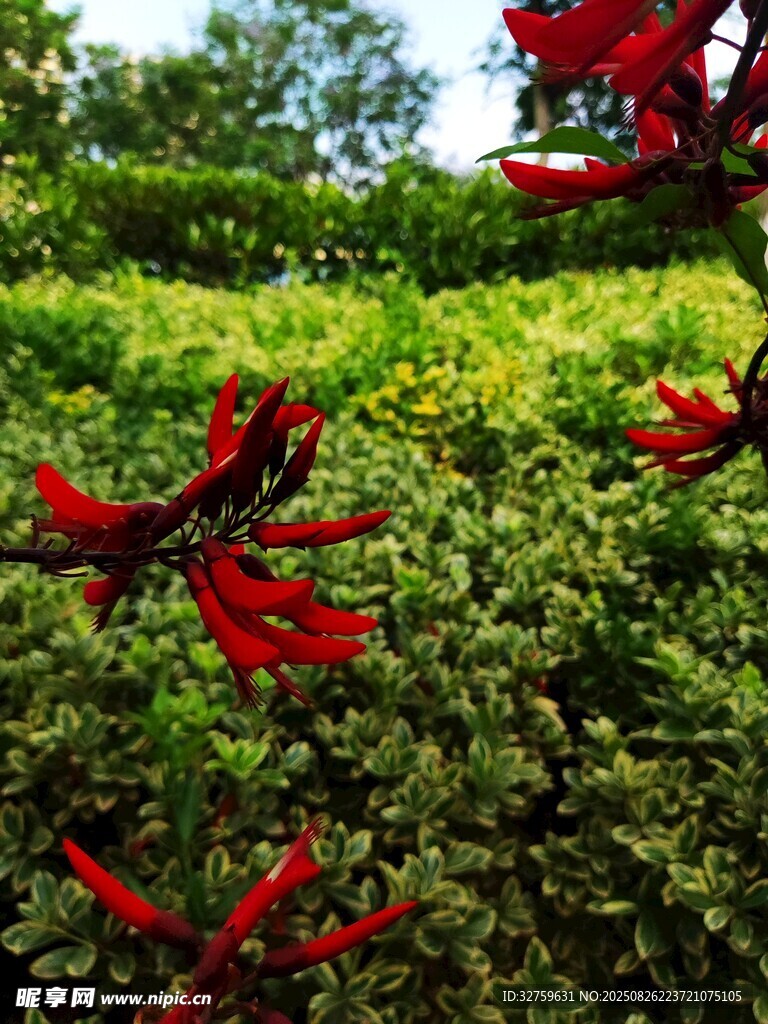 紅瓣綠葉的美麗植物景觀