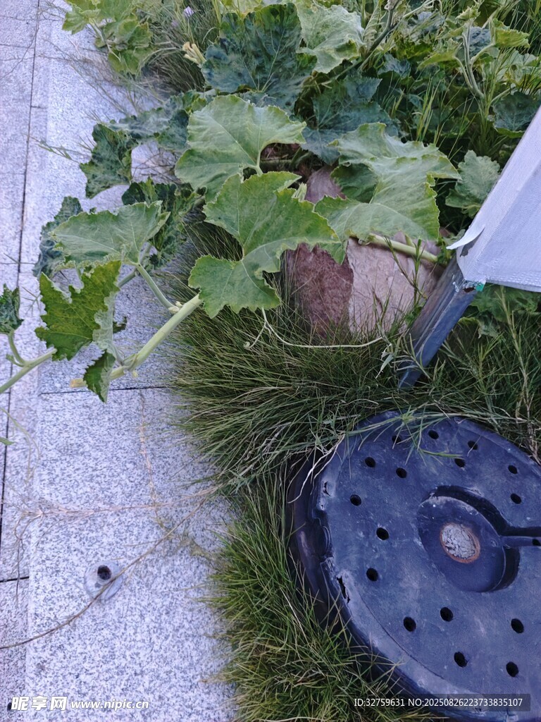 地面上的綠植與黑色物件