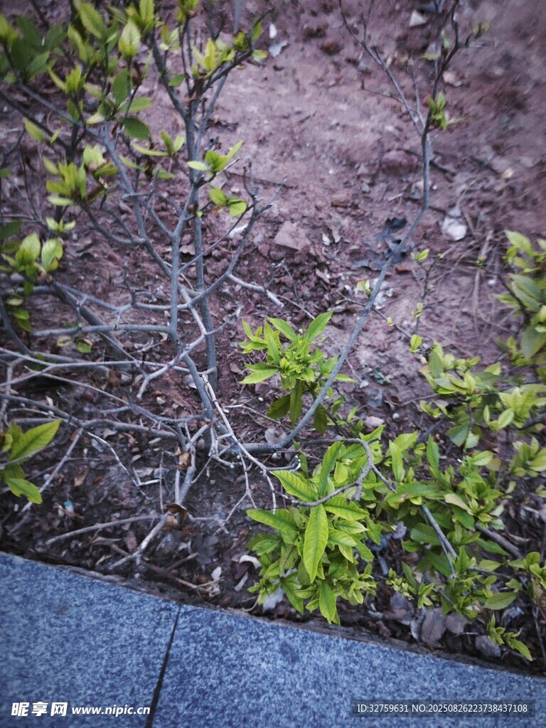 地面新生嫩綠植物露頭