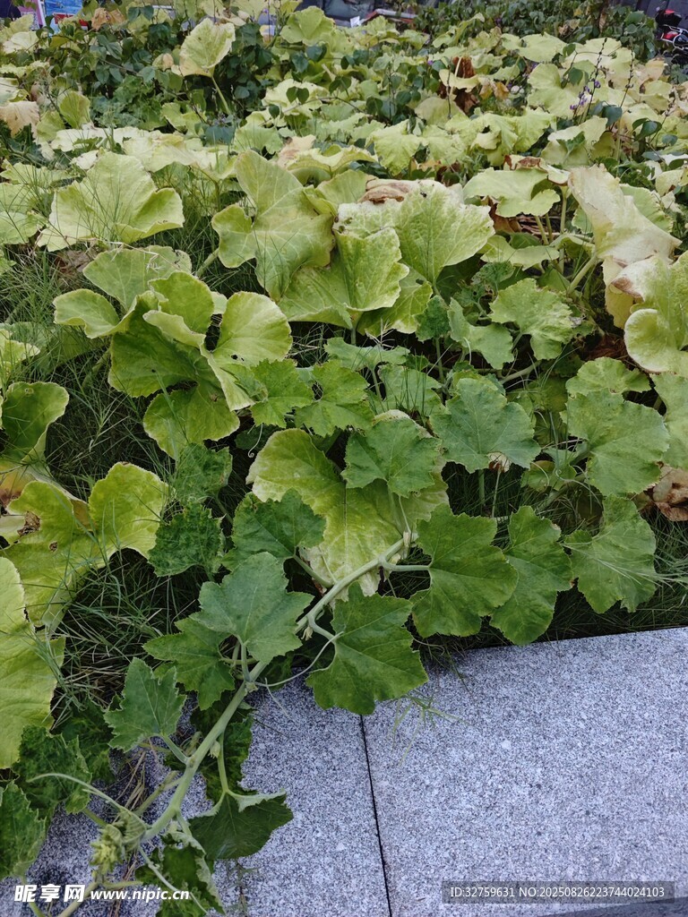 綠葉植物沿石生長(zhǎng)