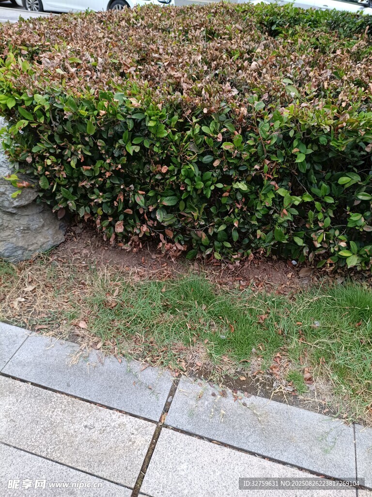 路邊整齊的綠植灌木叢