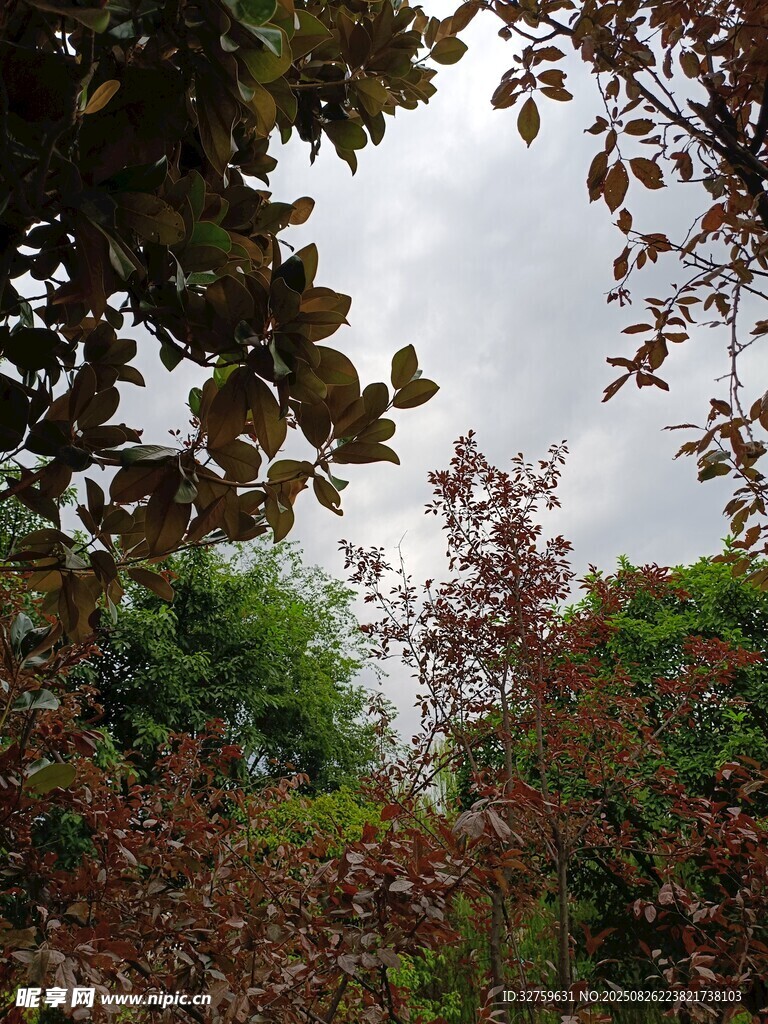 枝葉繁茂的自然景象