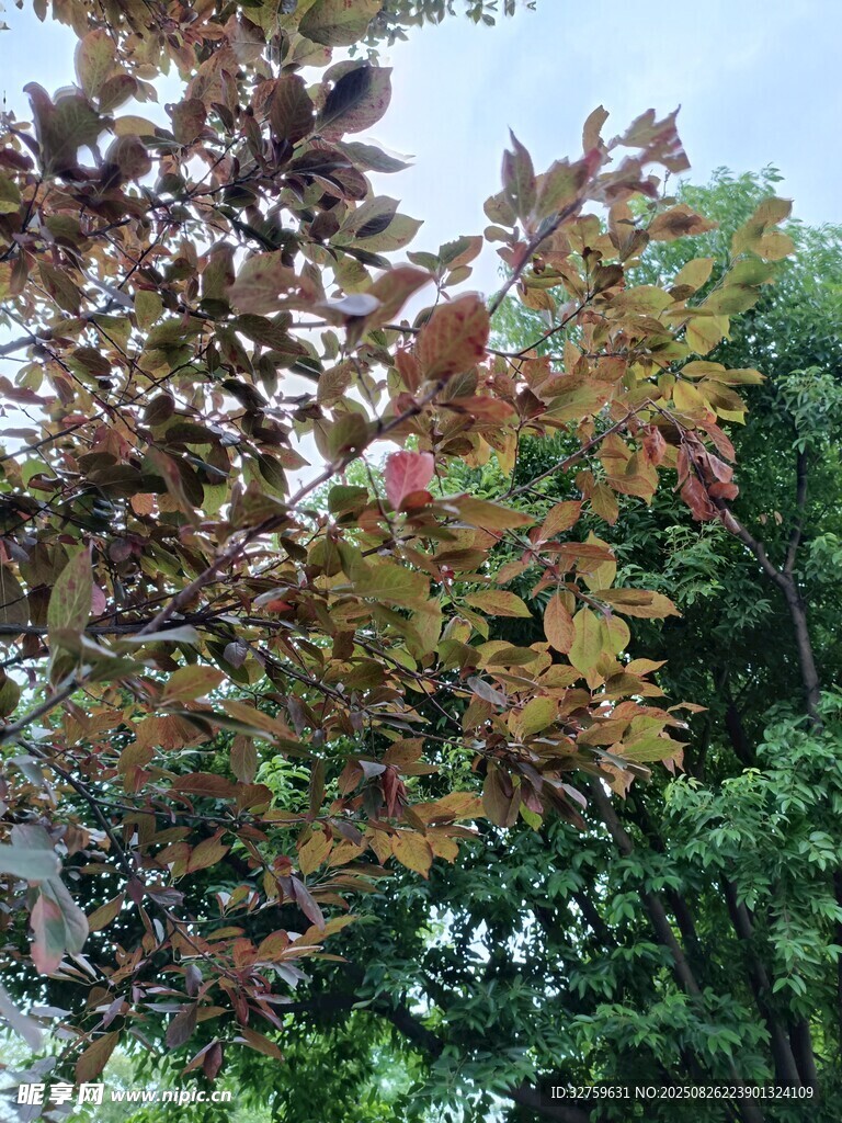 秋日斑斕樹葉景觀