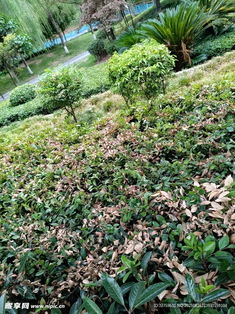 綠意盎然的花園景觀