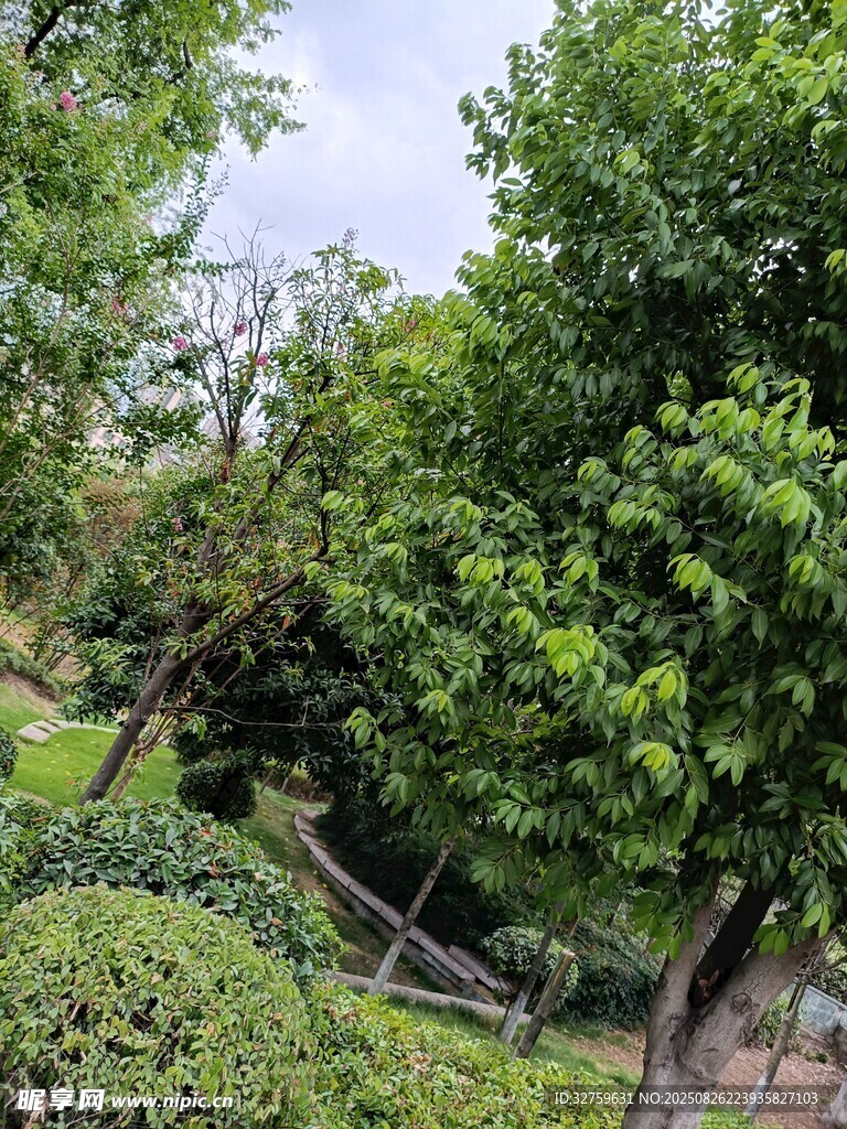綠意盎然的園林景觀