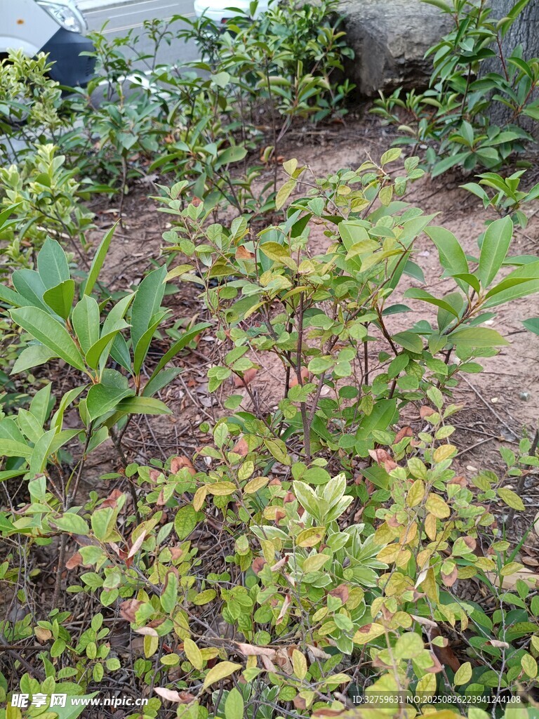 多彩綠植景觀