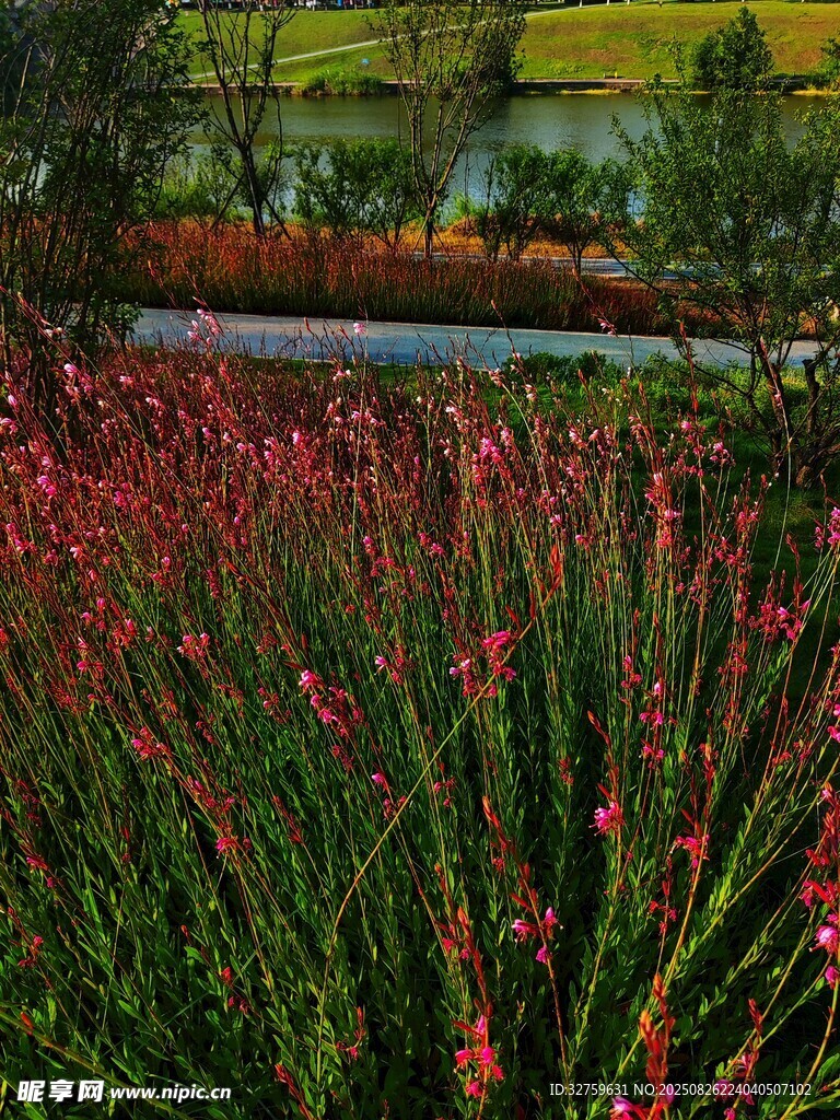 艷麗花叢中的自然美景