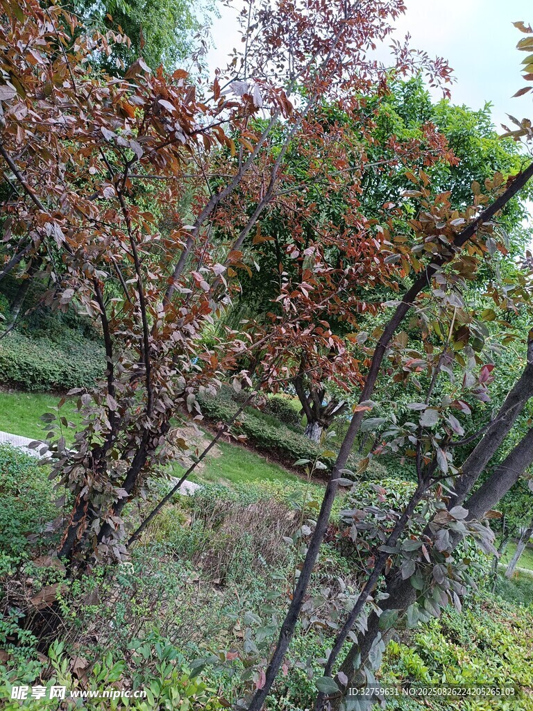秋日斑斕樹木景觀