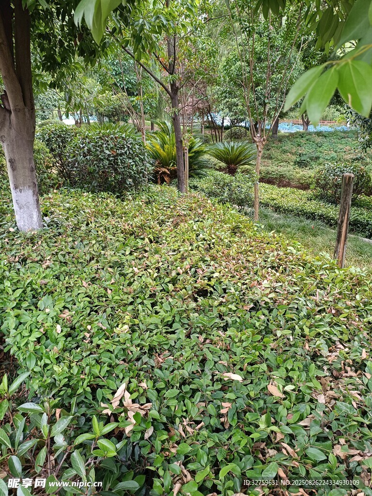 綠意盎然的園林景觀