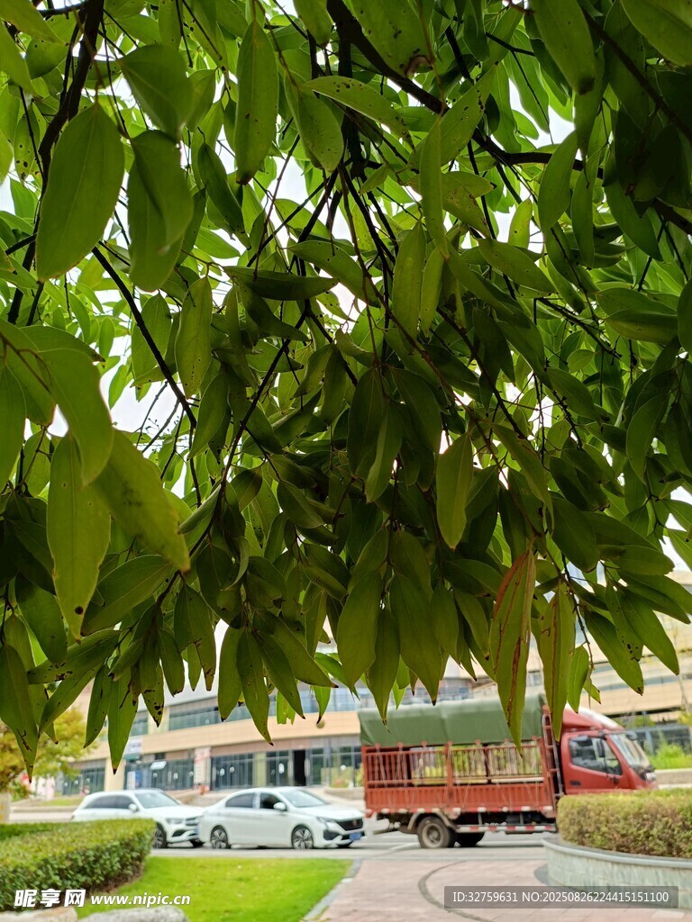 綠葉掩映下的街道景象