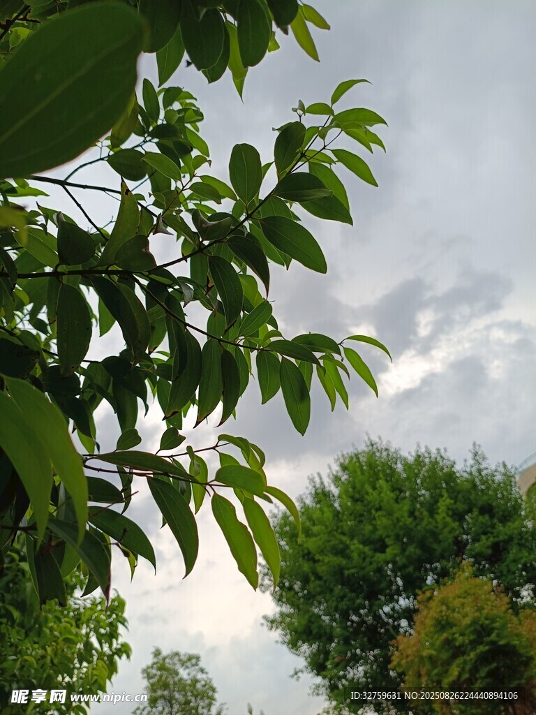 綠葉映襯下的多云天空