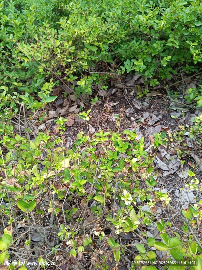 野外繁茂的綠色植物景觀