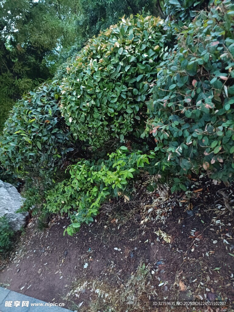 綠意盎然的灌木叢景觀