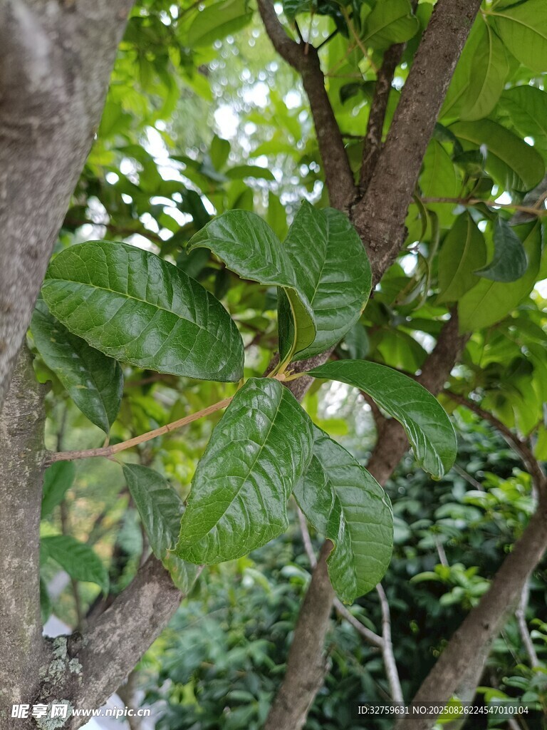 枝葉繁茂的樹(shù)木景象