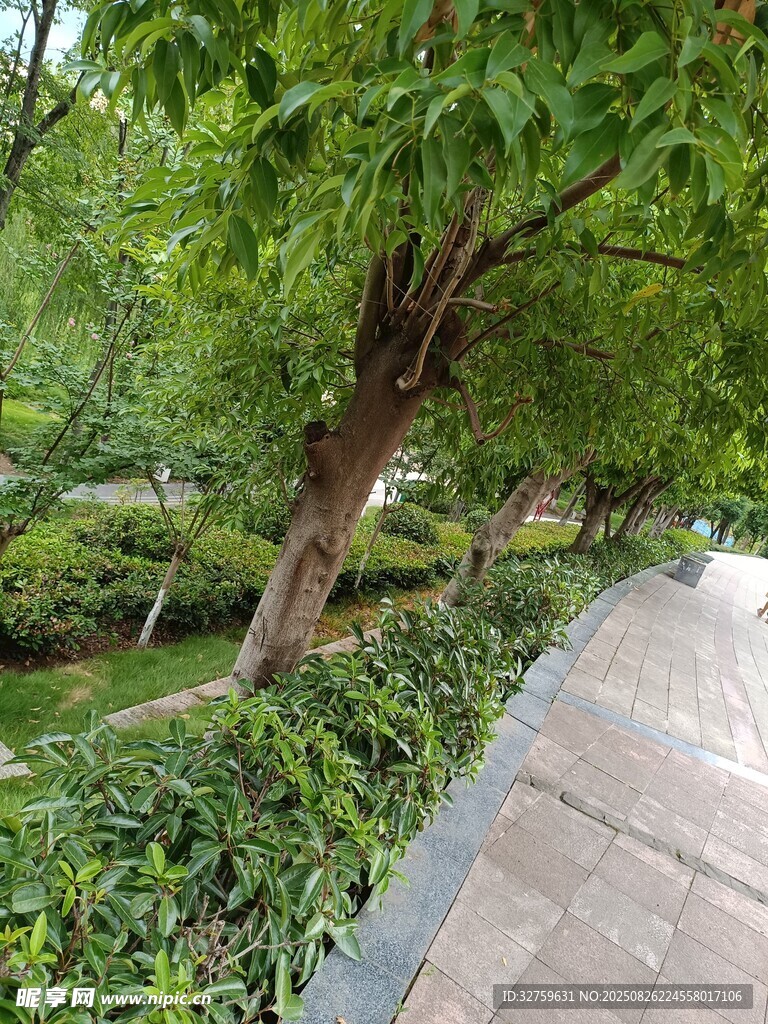 綠意盎然的園林小徑