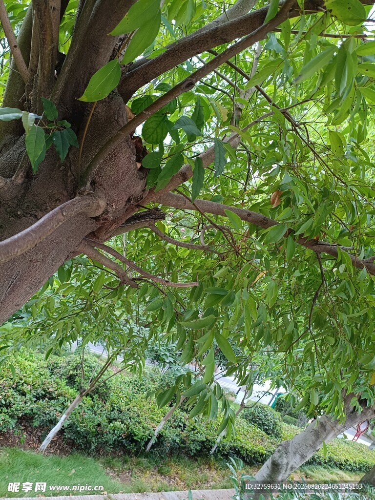 繁茂大樹下的綠意景致