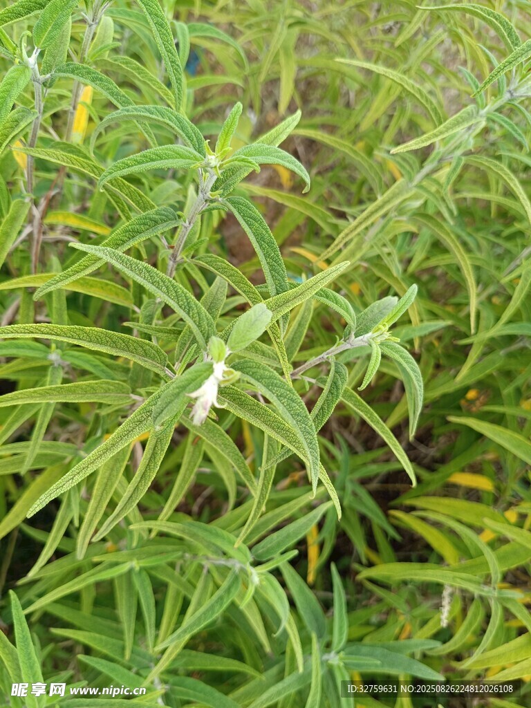翠綠細(xì)長葉片的植物