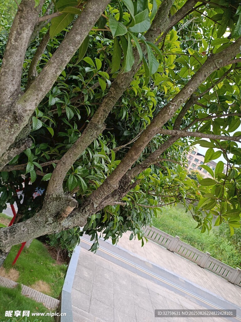 路邊繁茂樹(shù)枝與綠葉
