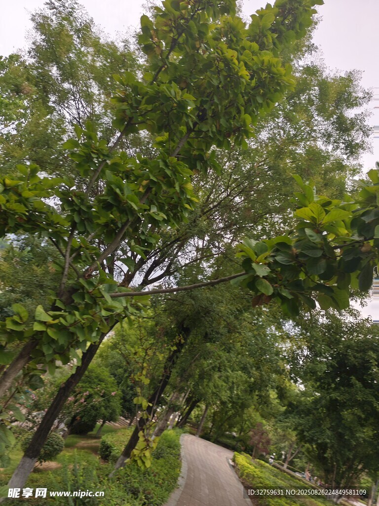 林間小道旁的蔥郁綠樹
