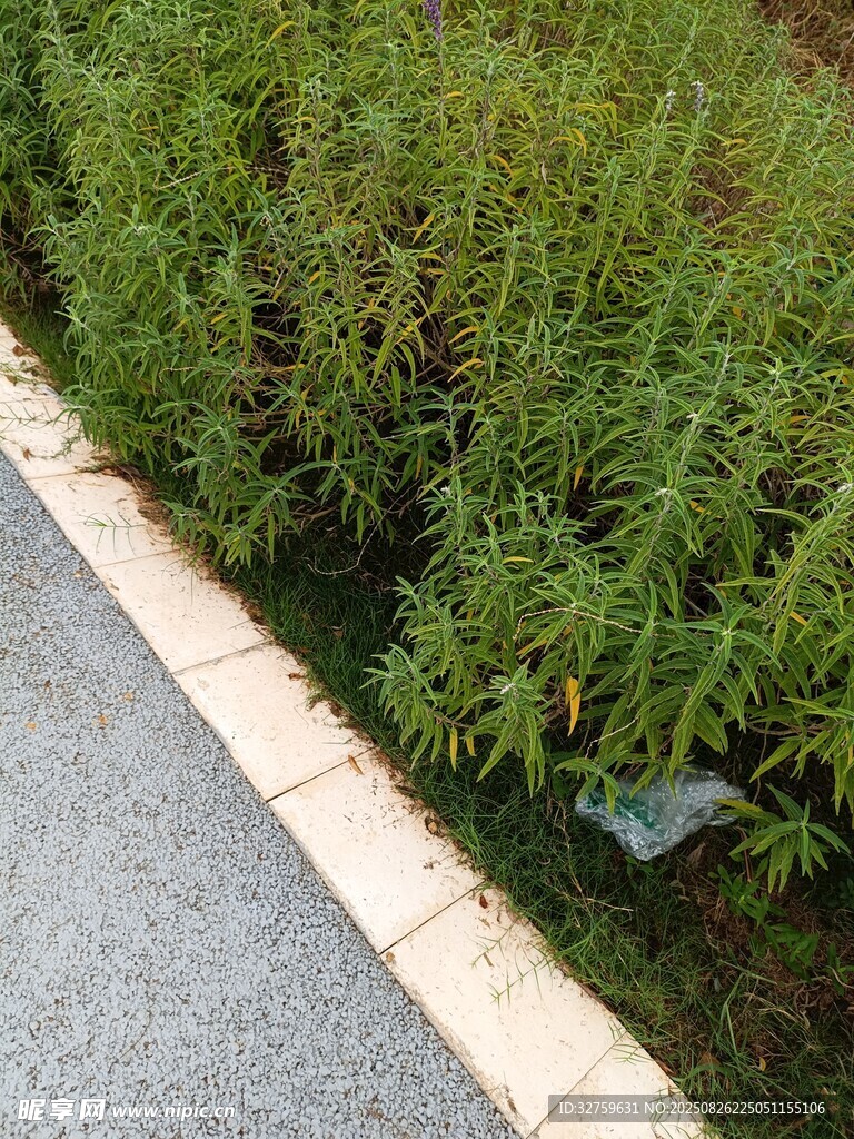 路邊綠植與排水設(shè)施
