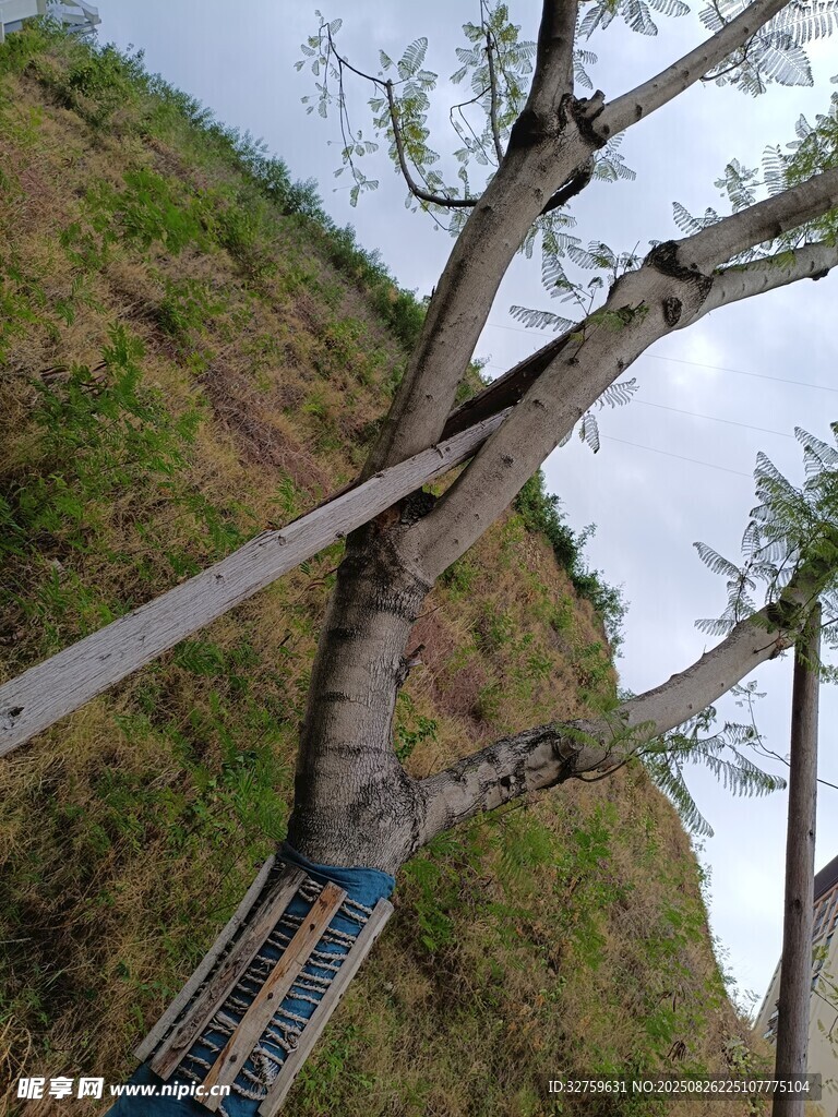 傾斜樹木的支撐加固場景