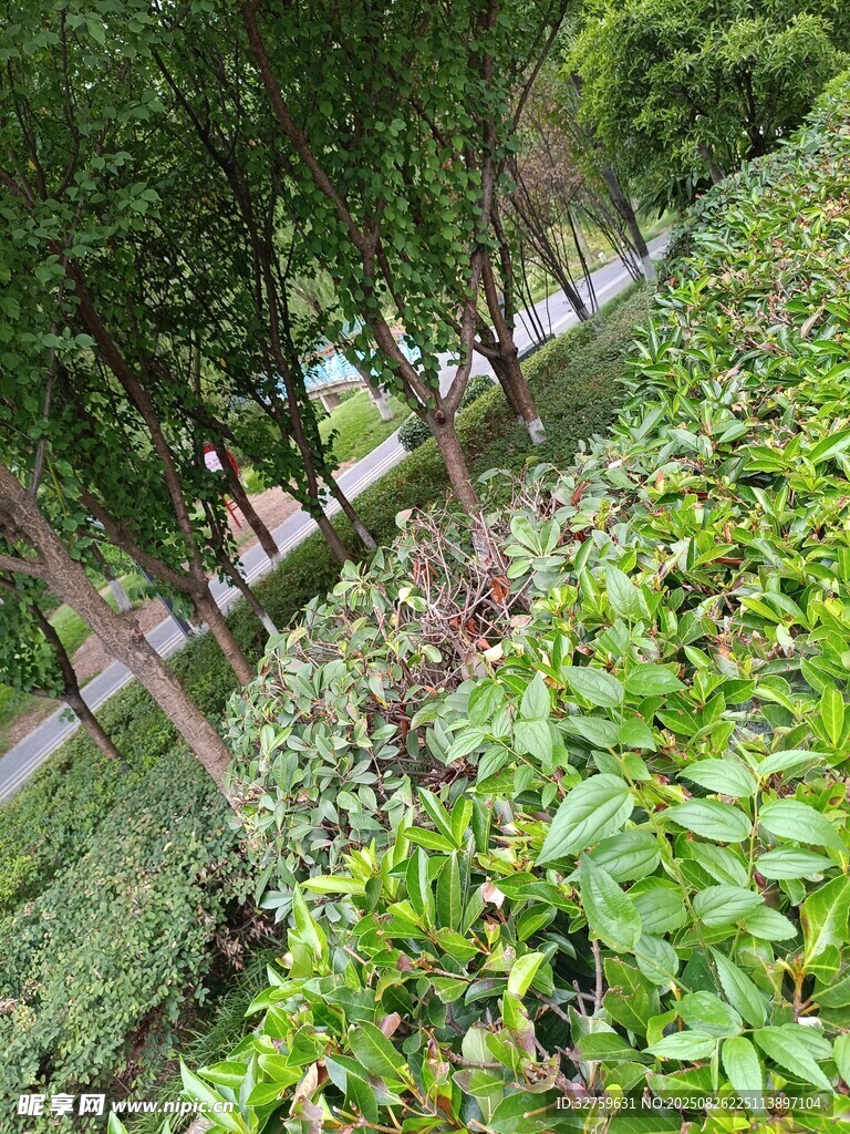 綠意盎然的路邊植物景觀