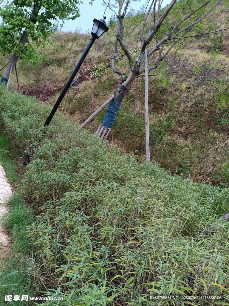 野外高壓電線與綠植景觀