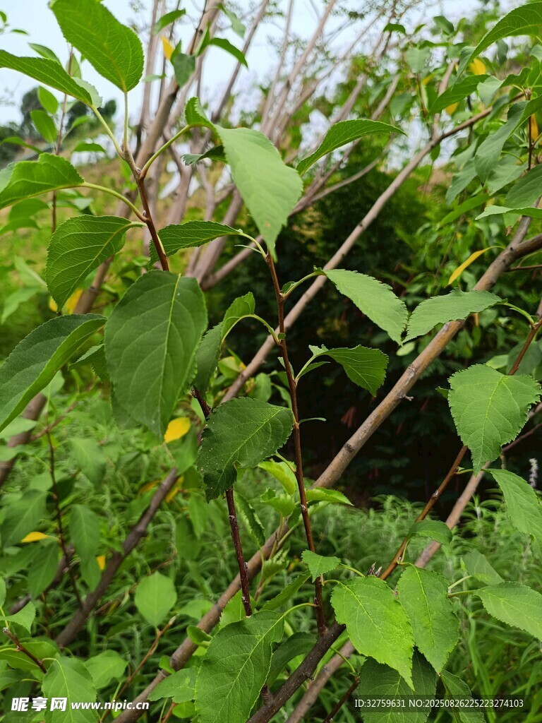 繁茂綠植中的隱蔽通道
