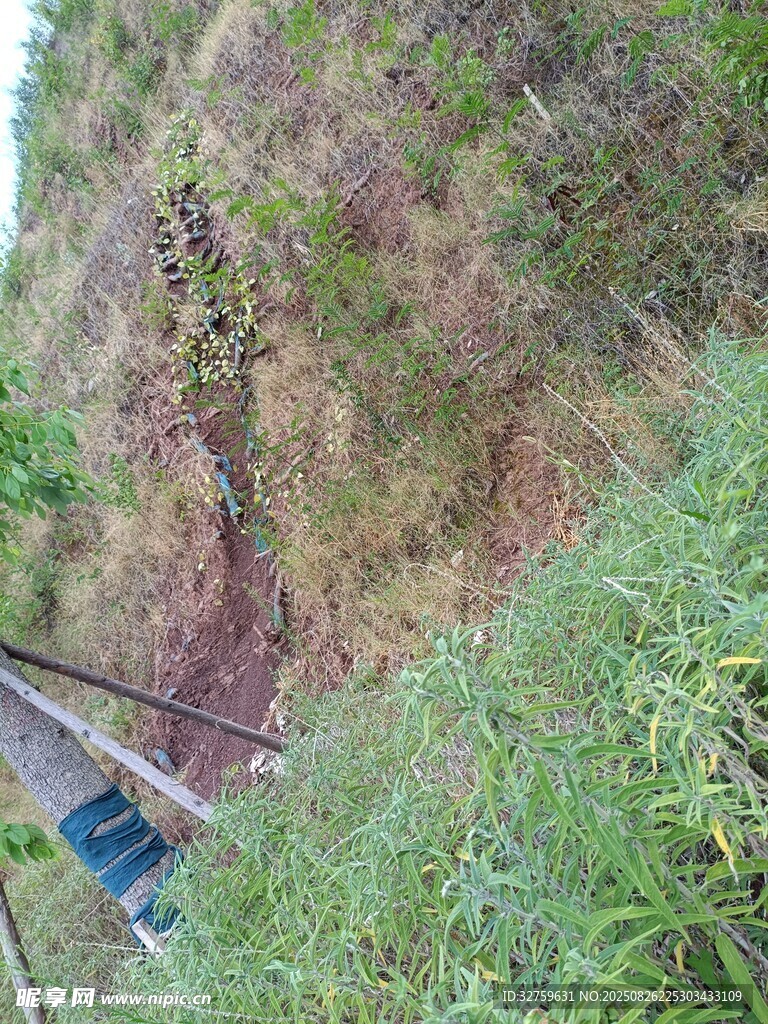 山間纜車穿梭于蔥郁植被間