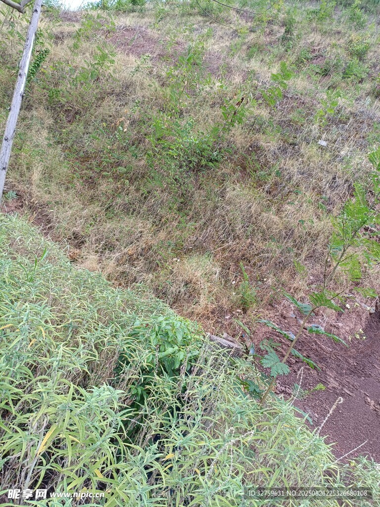 山坡綠植與裸露土地景觀