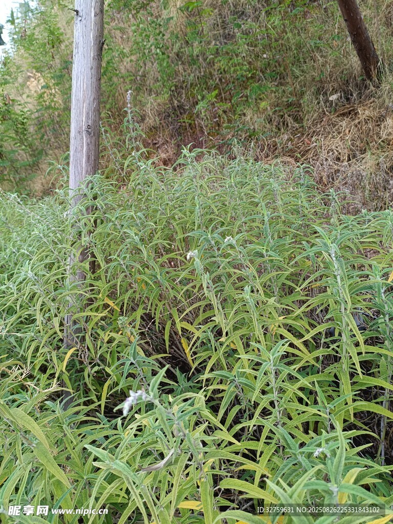 野外叢生的綠色植物