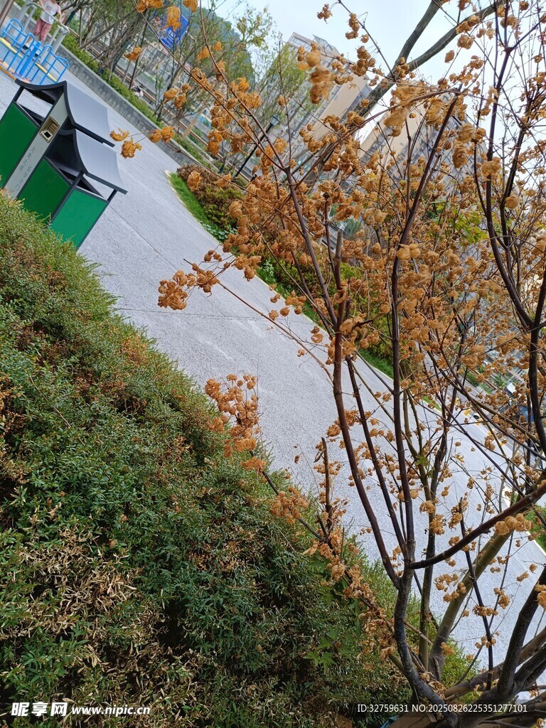 秋日路邊景致