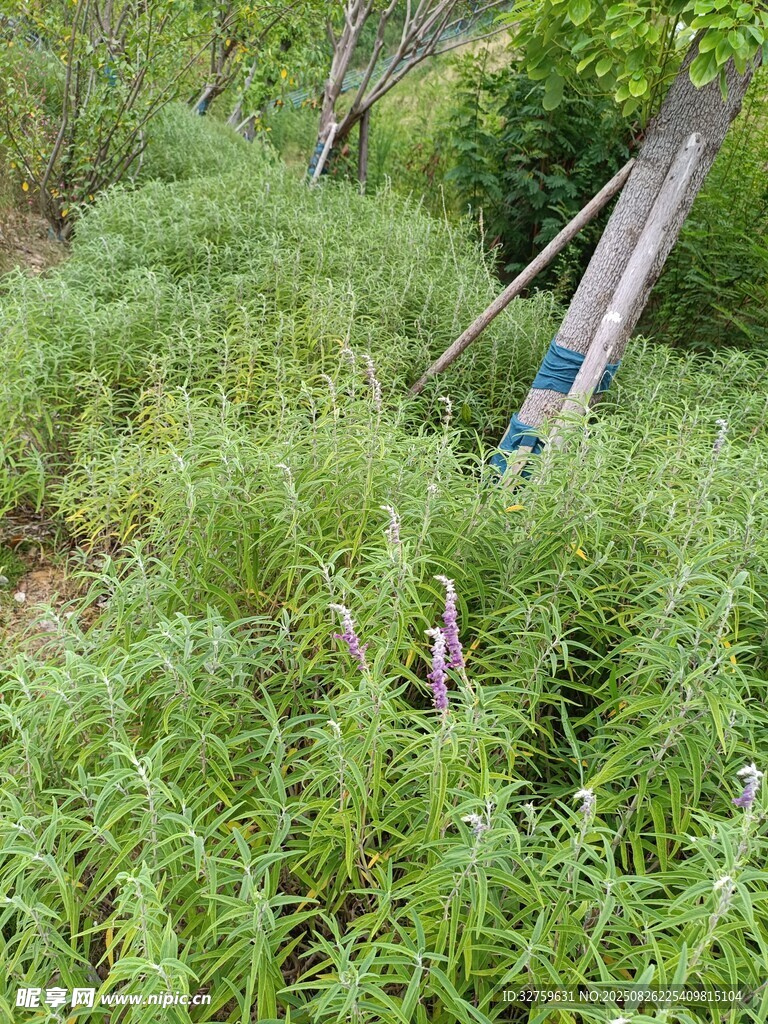 野外繁茂綠植景象