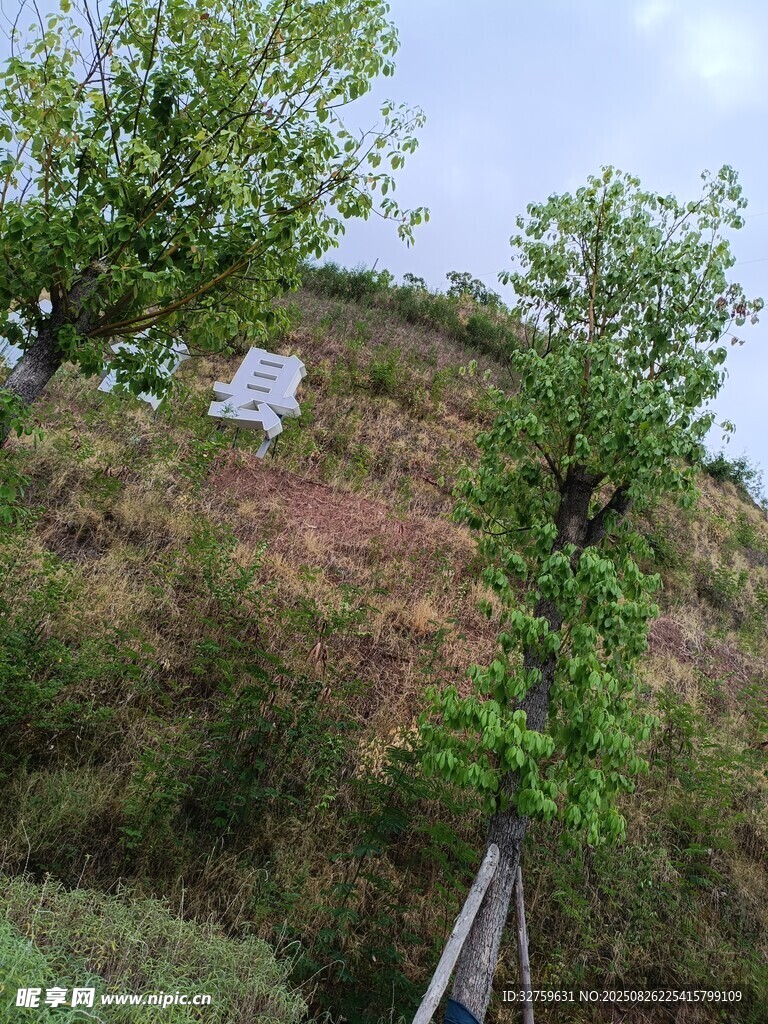 山坡綠植間的白色物件