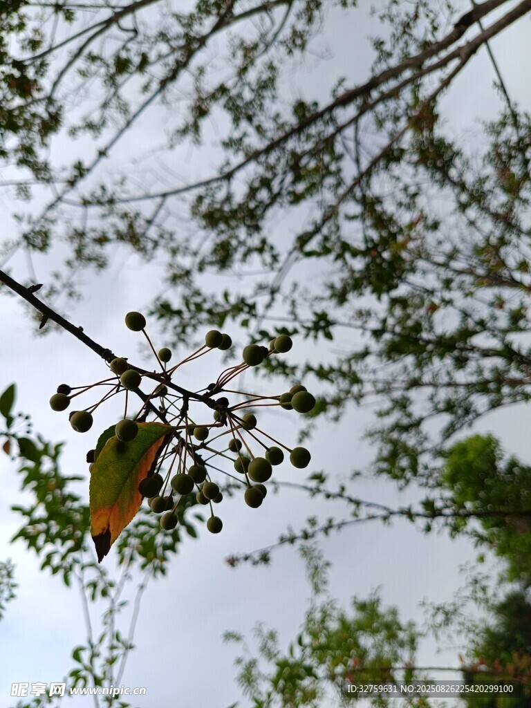 枝頭綠葉與黃葉