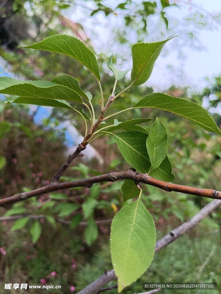 嫩綠枝葉的清新植物景象