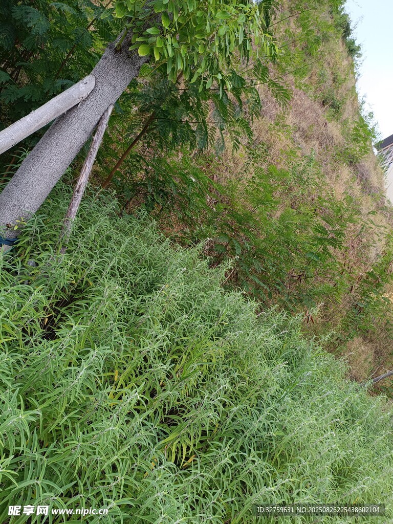 山坡綠植與傾斜物件