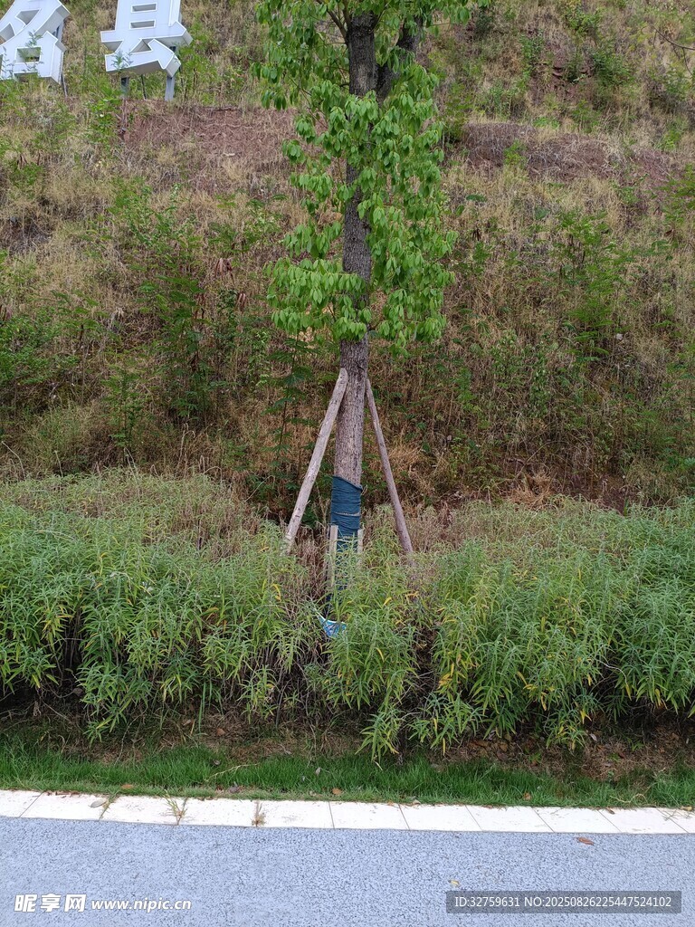 路邊新植樹(shù)木及周邊綠植