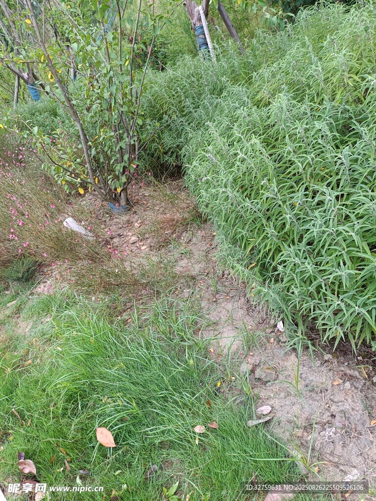 戶外綠植景觀