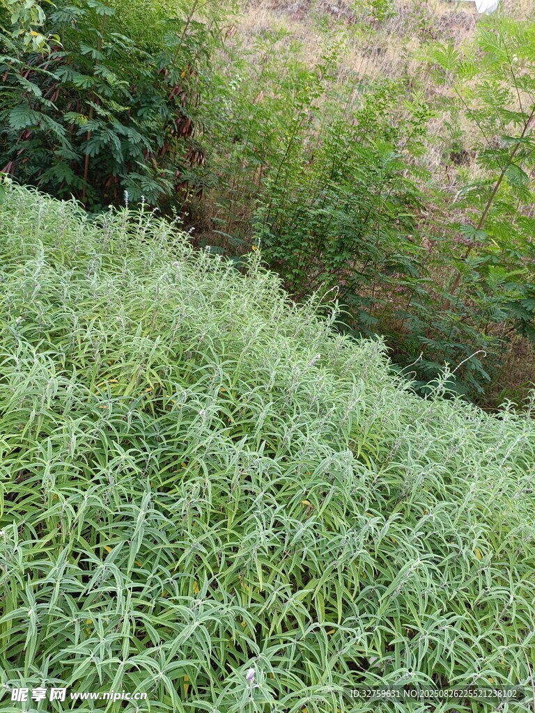 翠綠繁茂的叢生植物